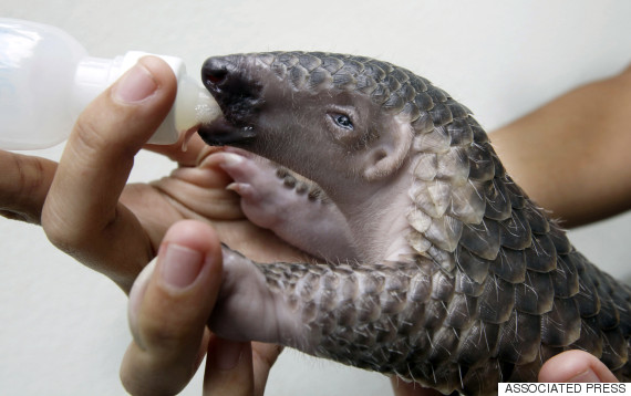 pangolin