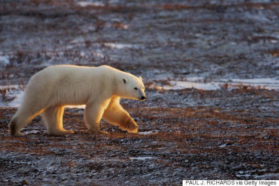 polar bear manitoba