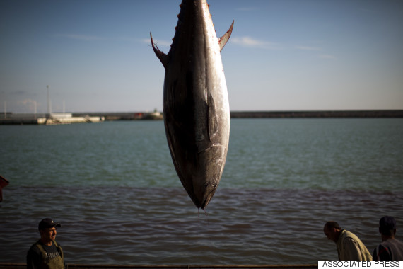 bluefin tuna