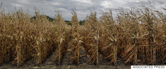 drought corn