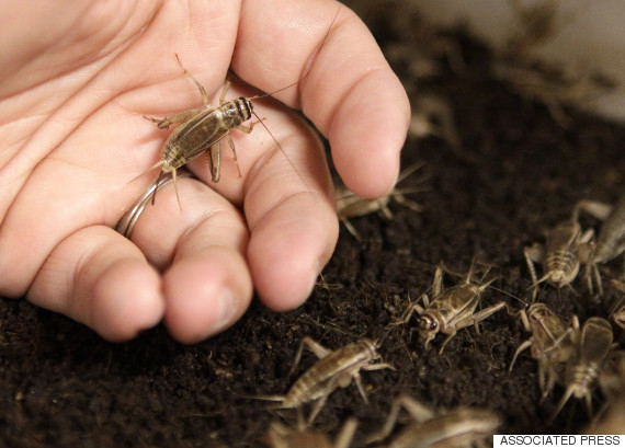 crickets up close