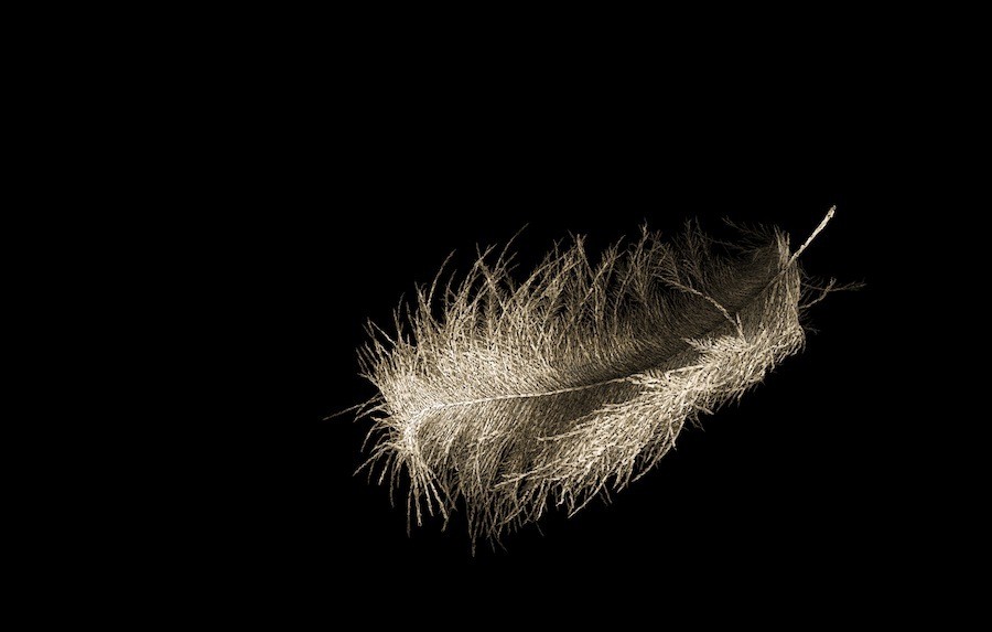 feather