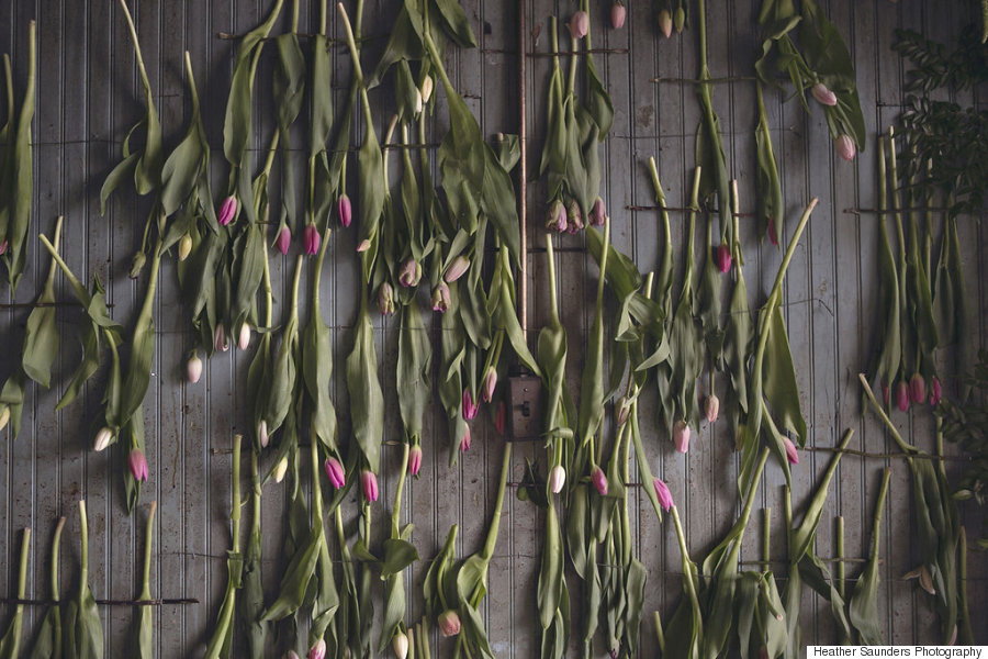 tulips hangng