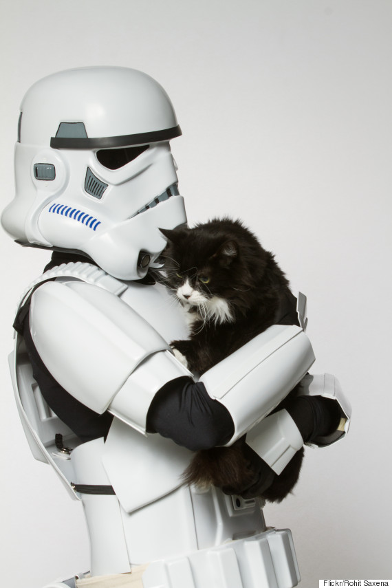 stormtrooper cat