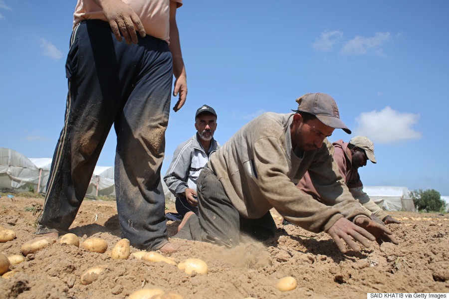 gaza potatoes