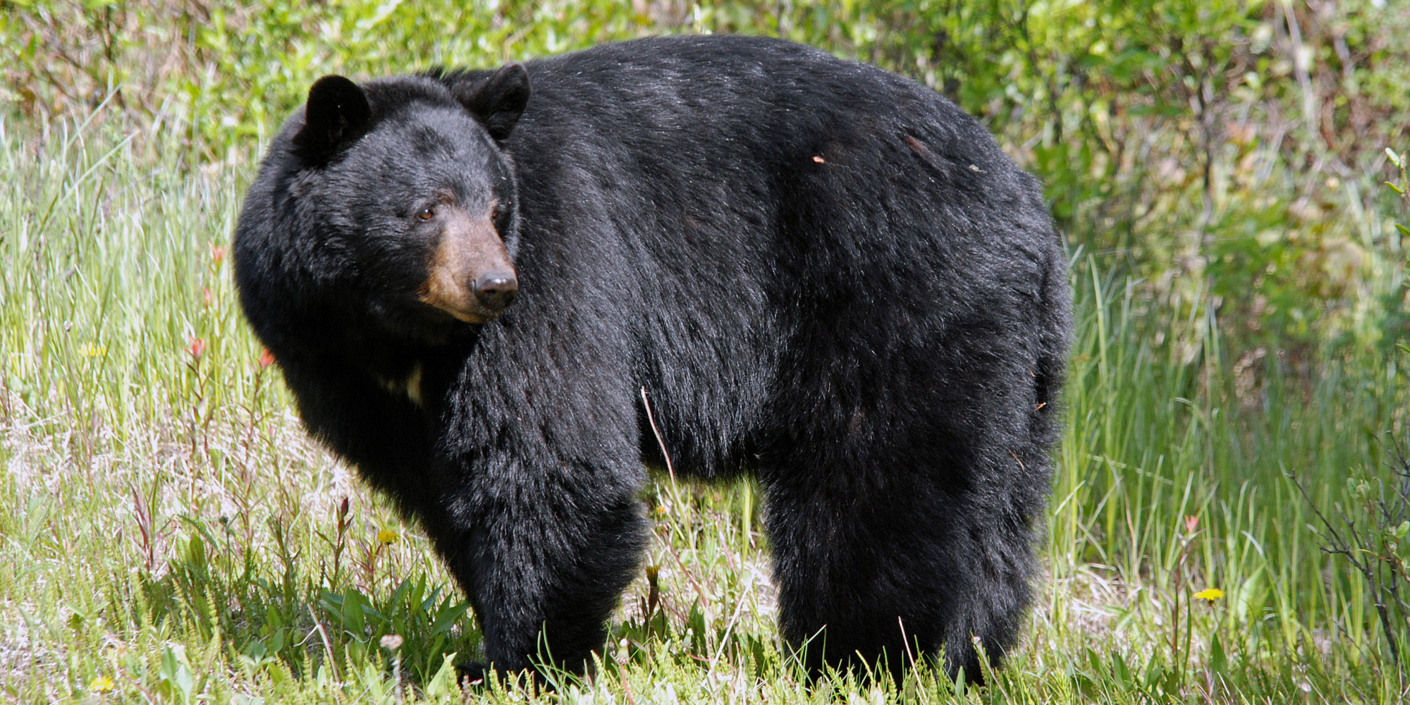 Getting Drunk And Chasing Bears Is 'Strongly Not Advised,' Police Warn ...