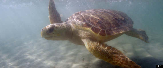 loggerhead turtles