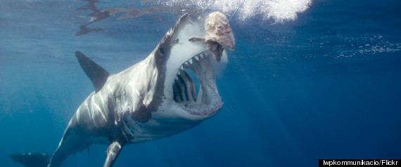 great white shark