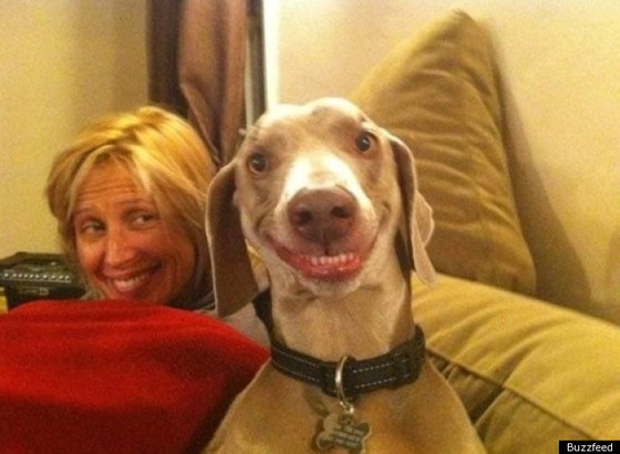 funny dog face smile