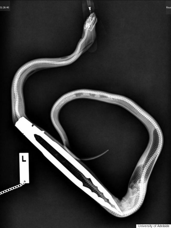 python xray