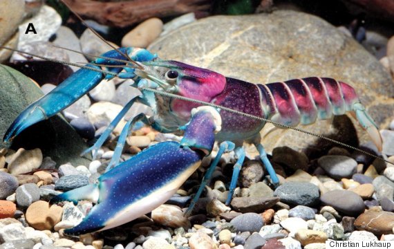 crayfish