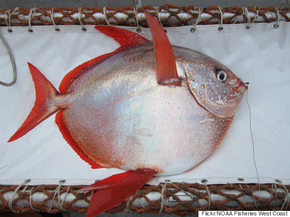 The Opah Is The First Warm-Blooded Fish Ever Found | HuffPost Impact