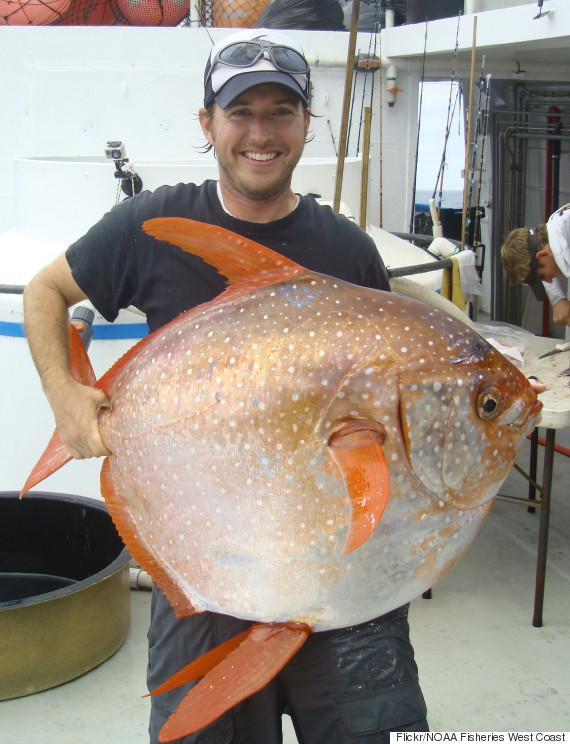 The Opah Is The First Warm-Blooded Fish Ever Found | HuffPost Impact