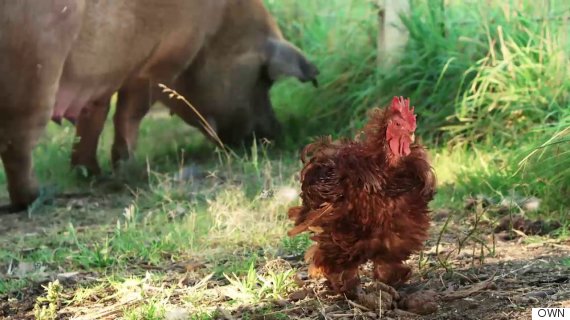 greasy the rooster