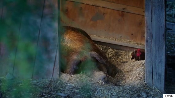 emma the pig and greasy the rooster