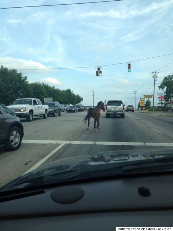 horse on the run