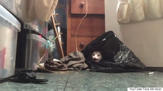 opossum