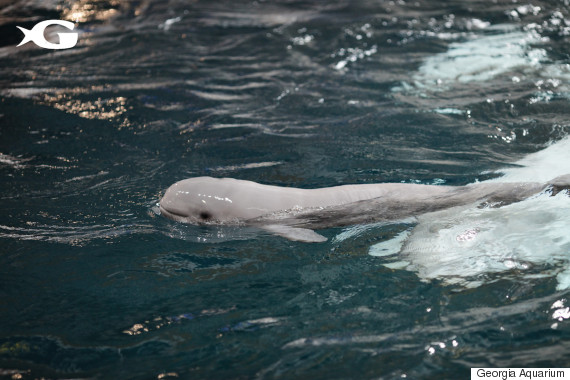 calf smiling