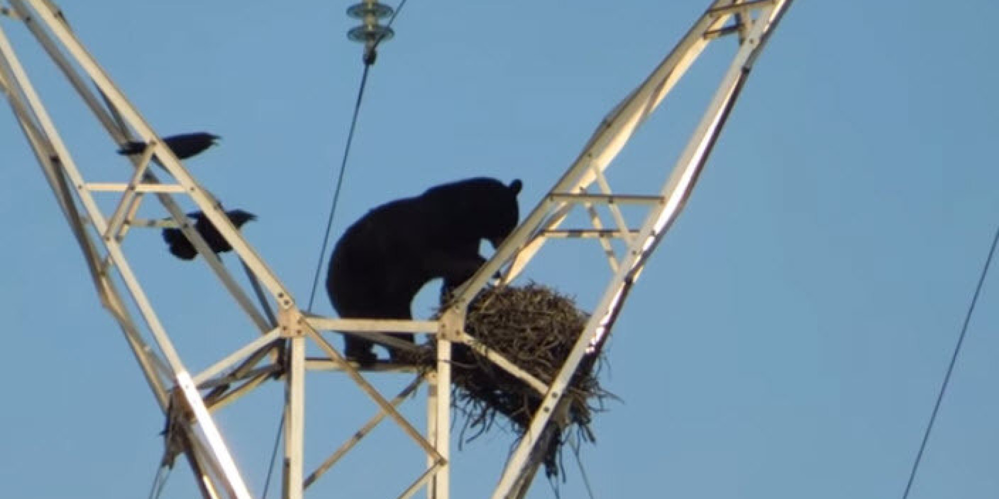 Camera Captures Black Bear Atop Power Line To Eat Raven Eggs