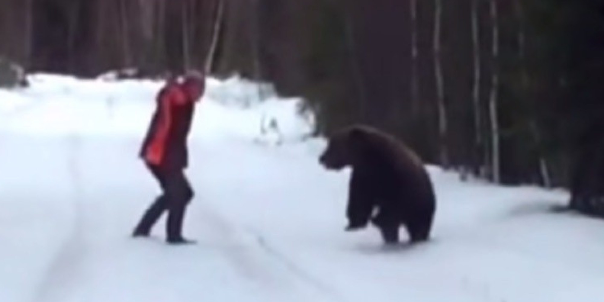 Медведь шатун нападает