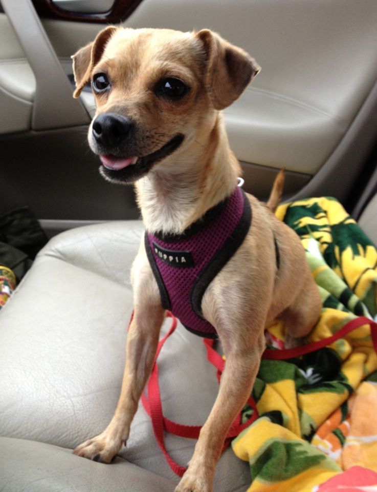 Pup Found Living Inside Tree Trunk Finds Home With Loving Family | HuffPost