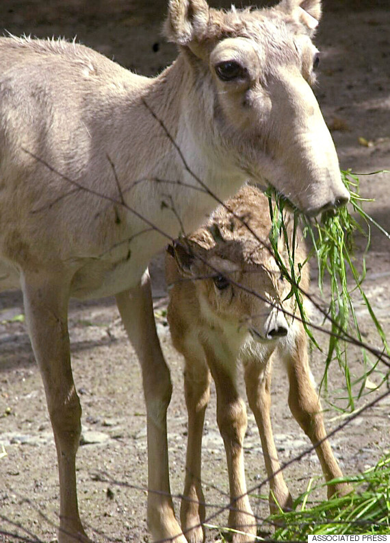 saiga