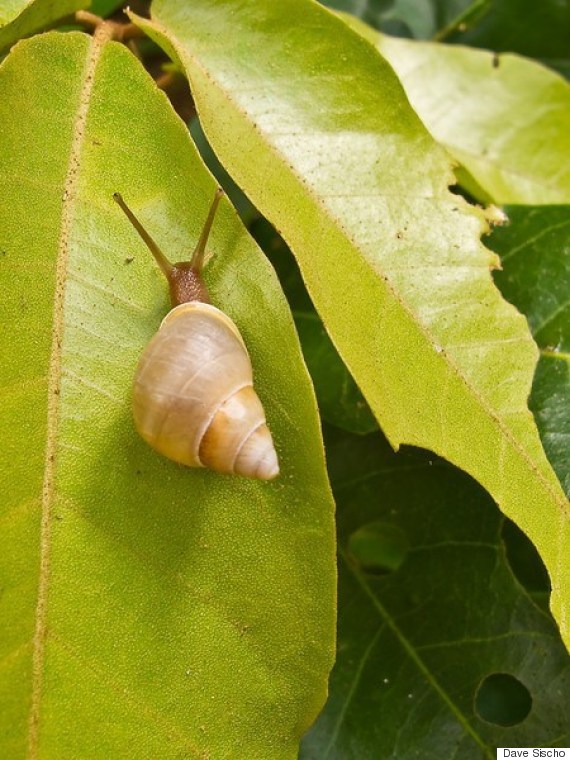 pagan snail