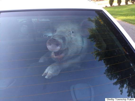 pig cop car