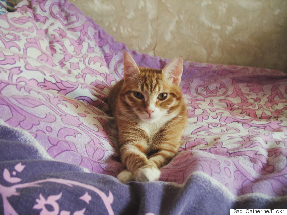 kitten in bed