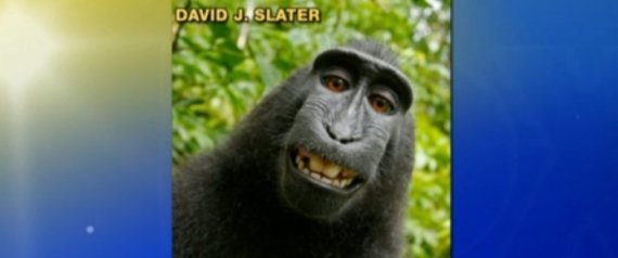 Monkey Steals Camera, Takes Self-Portraits (VIDEO)