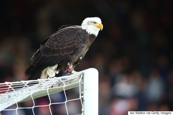 eagle soccer