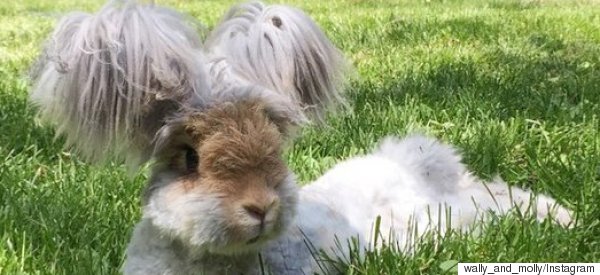 wally angora rabbit