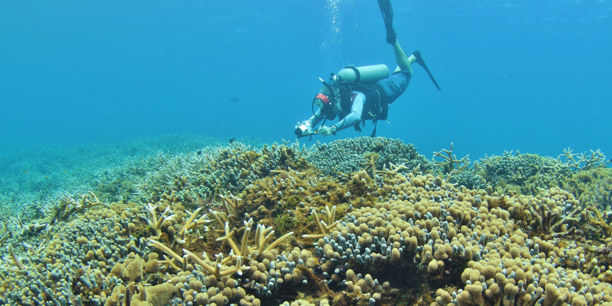 Scaling Up Marine Conservation Initiatives in Honduras | HuffPost