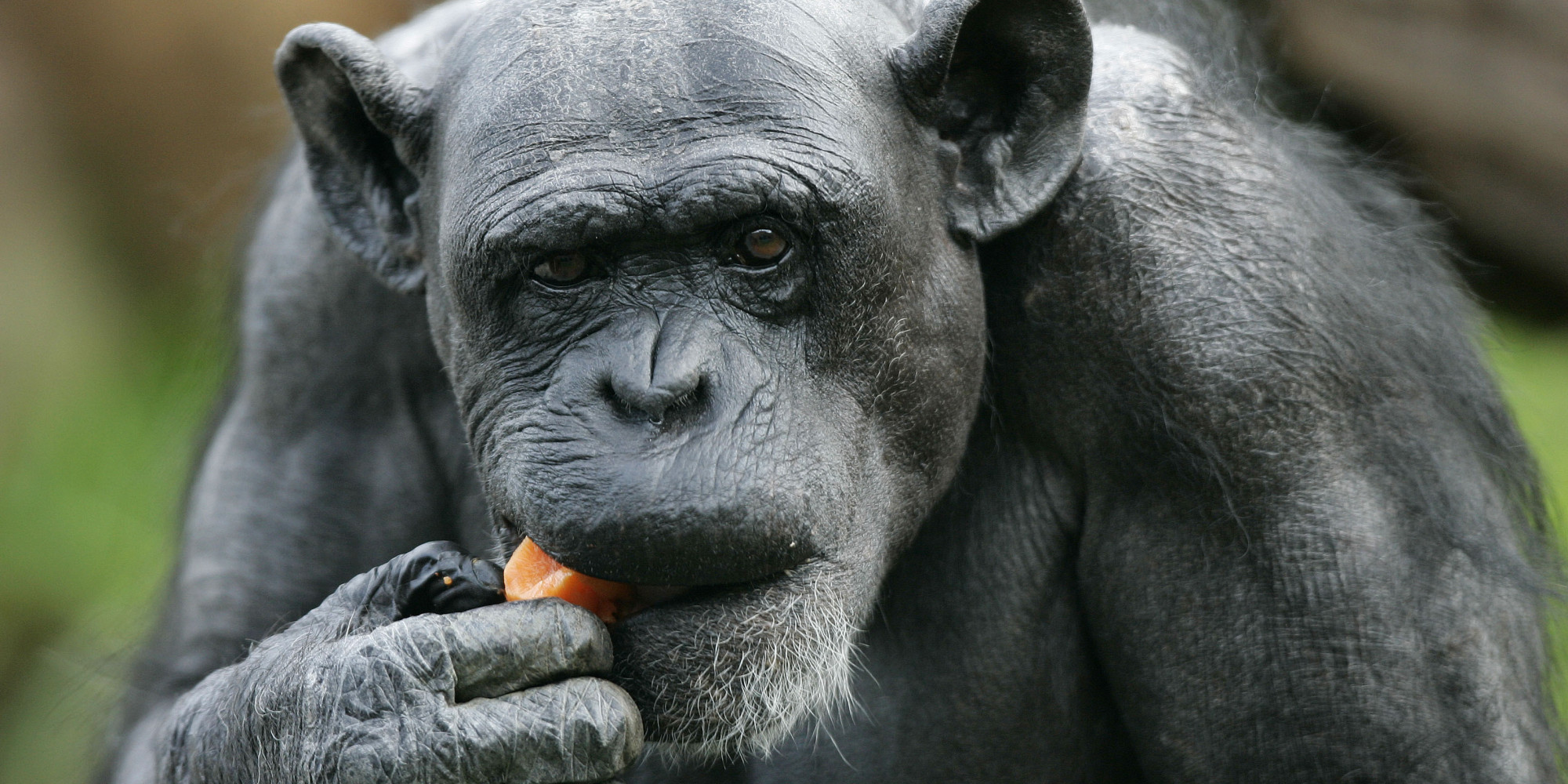 Chimp Eating Chicken