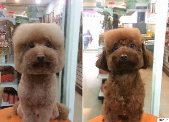 Cutting Dogs' Hair Into Cubes Is Actually A Thing In Japan