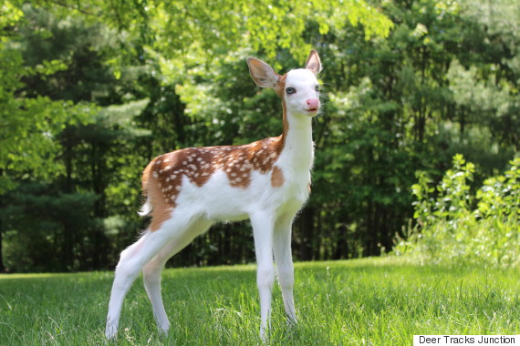 white faced fawn