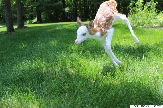 white faced fawn