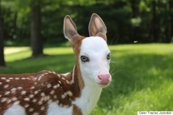 white faced fawn