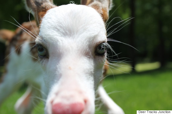 white faced fawn