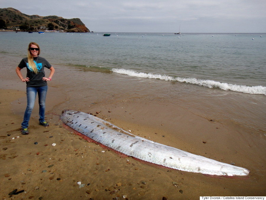 oarfish