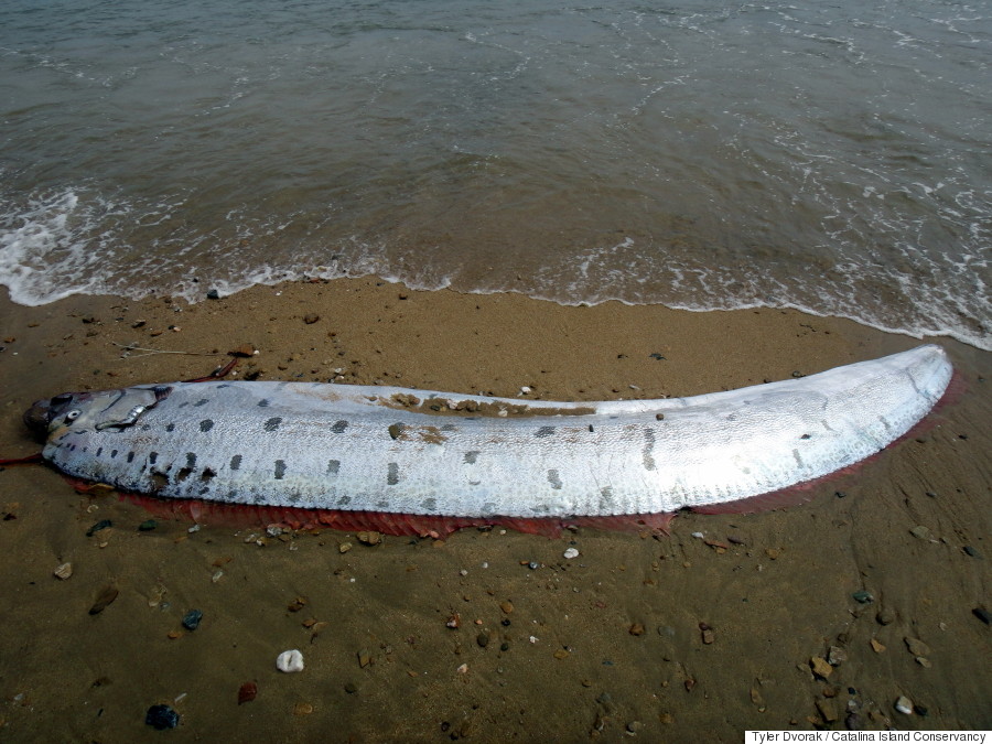 oarfish 2