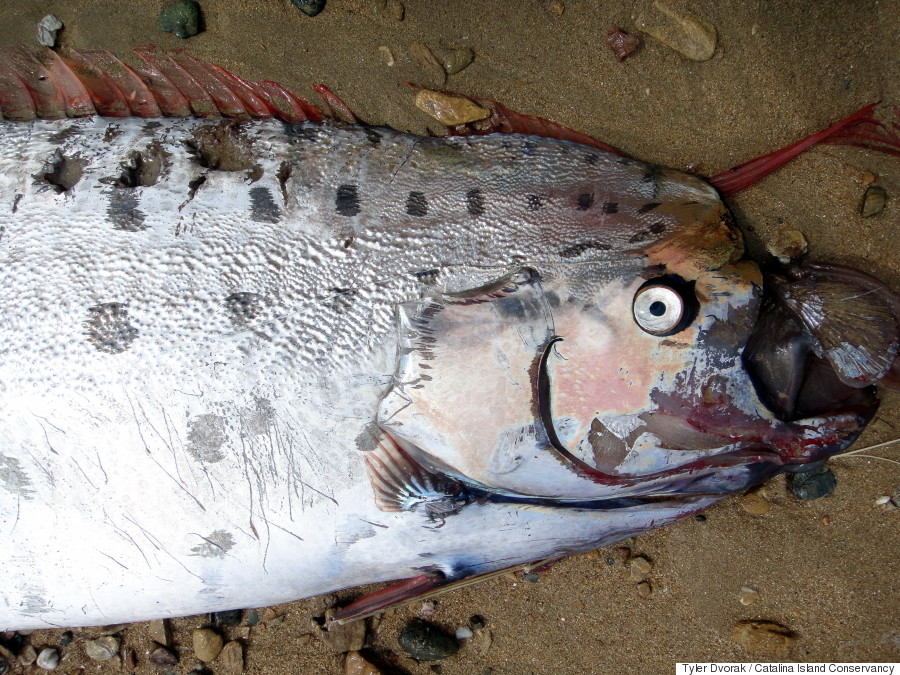 oarfish