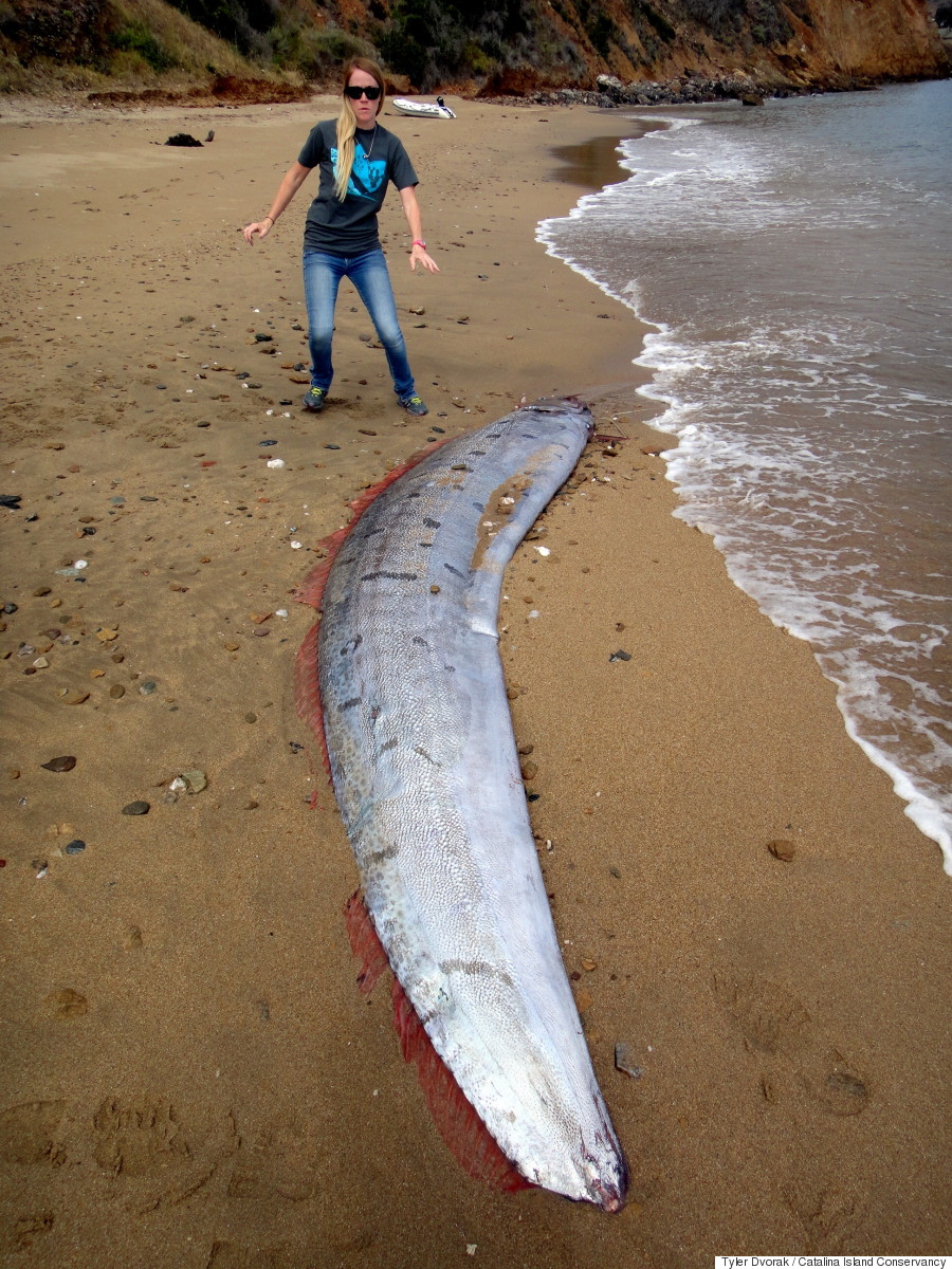 oarfish 4