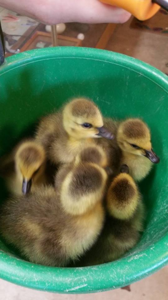 goslings