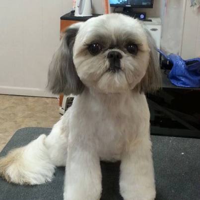 Square hot sale haircut dog