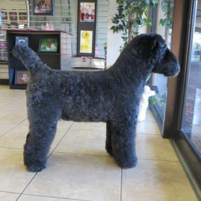 box dog haircut