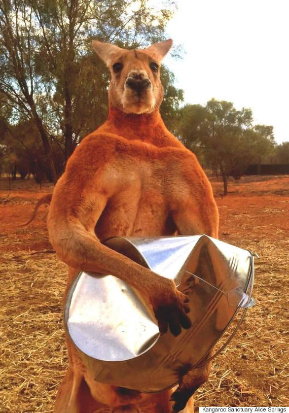 Meet Roger An Incredibly Buff Kangaroo That Crushes Buckets Huffpost