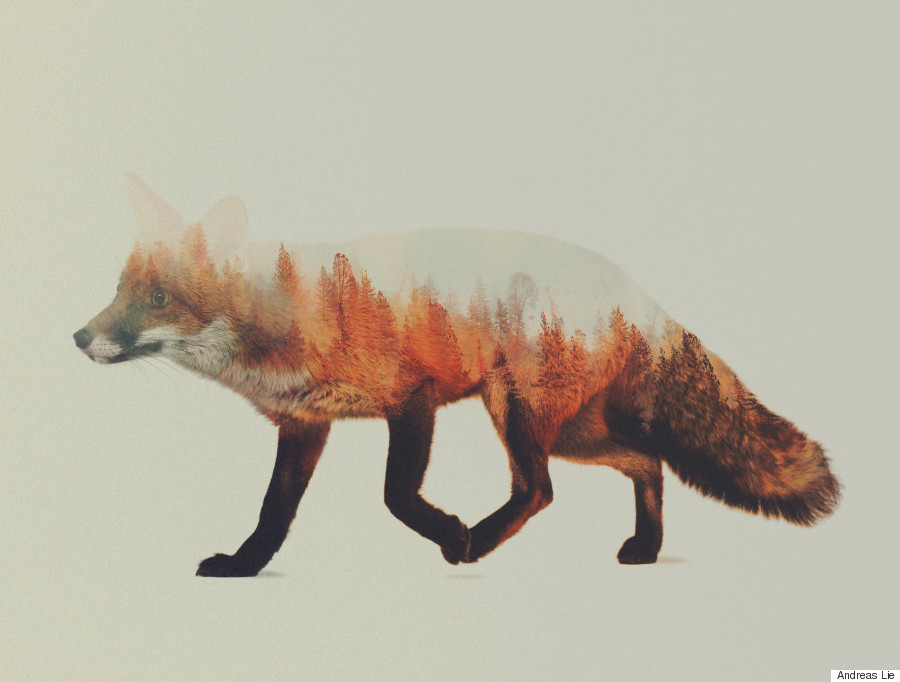 fox woods