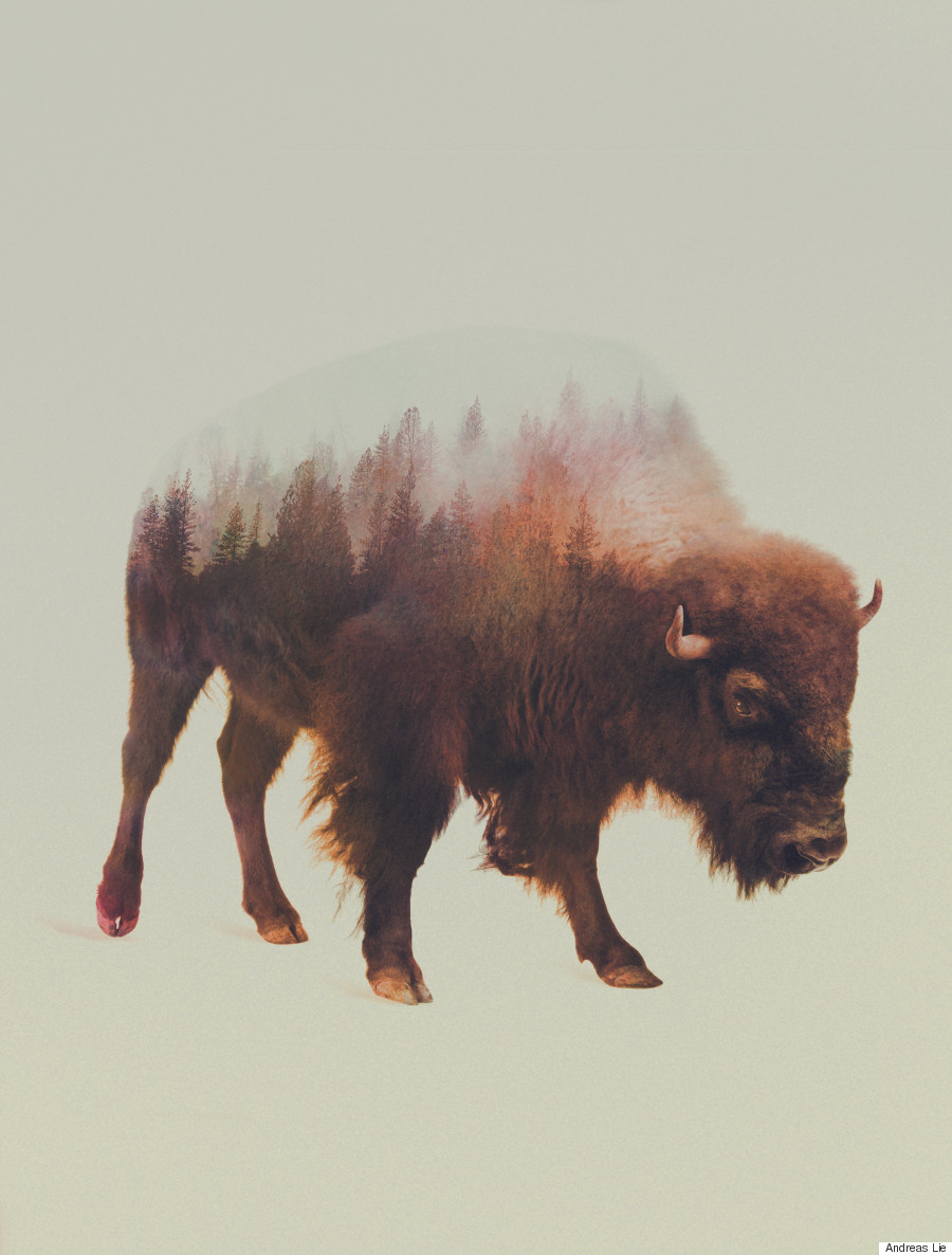 bison