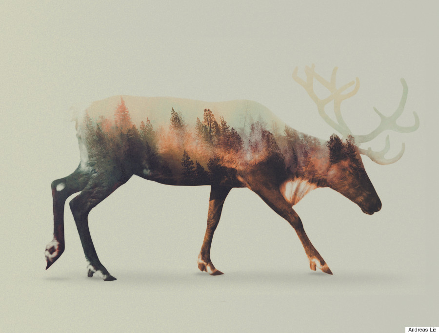 Wild Animals And The Forest Meet In Digitally Merged Photographs | HuffPost  Entertainment
